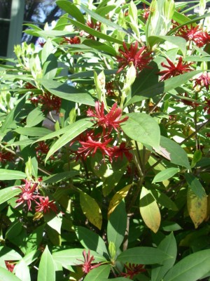 Florida Anise